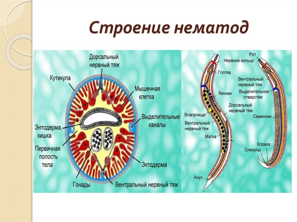 Полости тела червя находится. Нематода круглый червь строение. Строение нематоды круглых червей. Нематоды строение протонефридии. Круглые черви, класс Nematoda;.