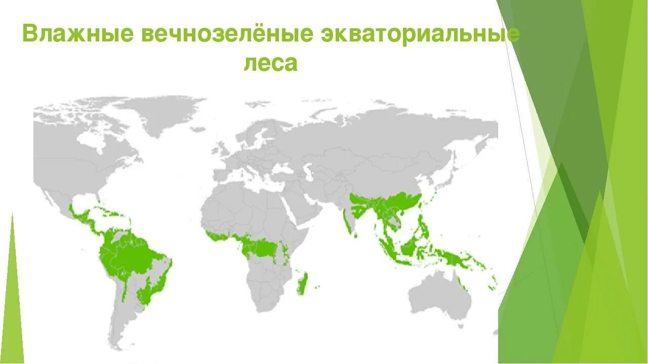 Мир влажности. Влажные тропические леса на карте. Распространение влажных тропических лесов в мире.