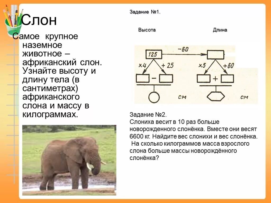 Слон сколько кг. Длина тела слона. Масса африканского слона. Слон высота и вес. Длина тела африканского слона.