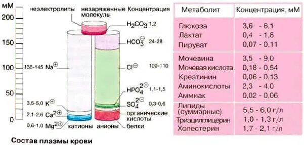 Нормальная плазма крови показатели. Содержание веществ в плазме крови. Концентрация метаболитов в крови. Кровь процентное содержание. Анализ на аммиак в крови