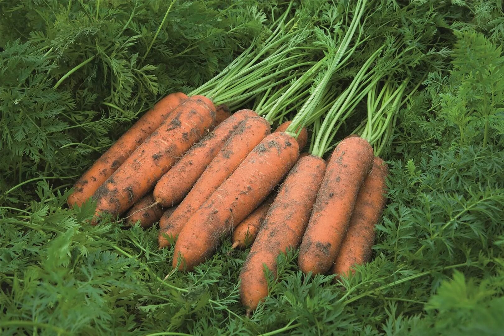 Морковь Ньюкасл f1. Морковь Кюрасао f1. Морковь Сильвано f1. Морковь Тинга f1. Семена овощей f1