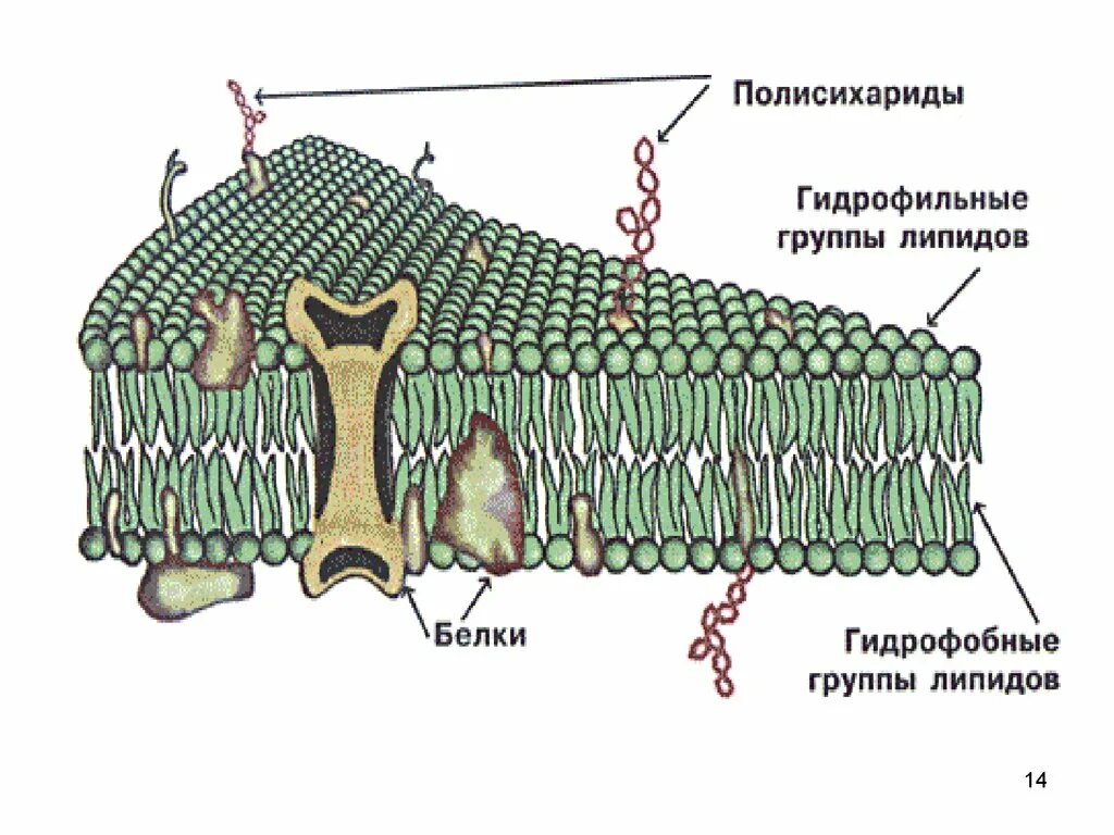 Плазматическая мембрана и клеточная стенка. Схема строения плазматической мембраны клетки. Клеточная структура клеточной мембраны. Структурные компоненты мембраны клетки.