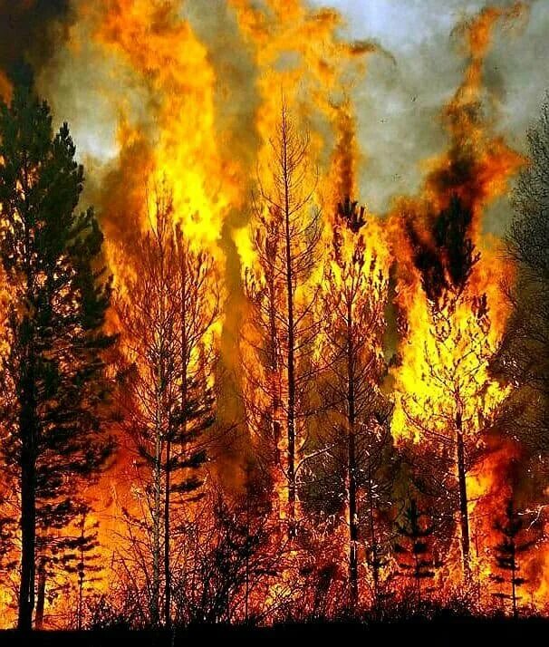 Сильный верховой пожар. Пожар в лесу. Небольшой пожар в лесу. Лесные пожары в России в 2023 году. Лесной пожар фото рисунок.