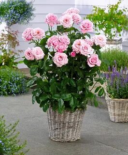 Classic rose