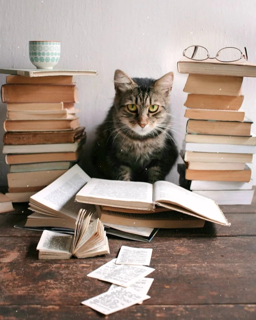 Кот с книгой. Умный кот. Кошка с книжкой. Книги про кошек