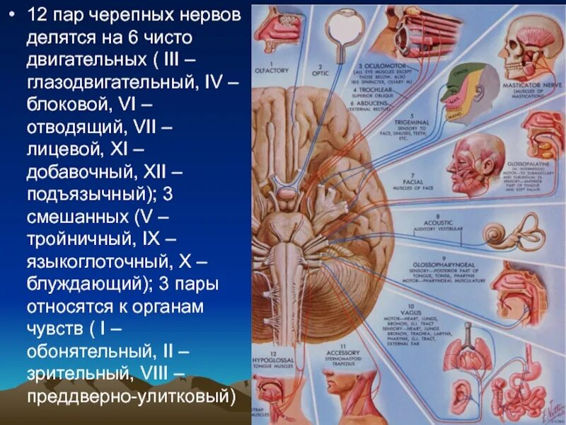 5 6 черепные нервы. Головной мозг 12 пар черепно мозговых нервов. 12 Пар черепно мозговых нервов анатомия. Черепно мозговые нервы чувствительные двигательные. 12 Пар черепно мозговых нервов на латыни.