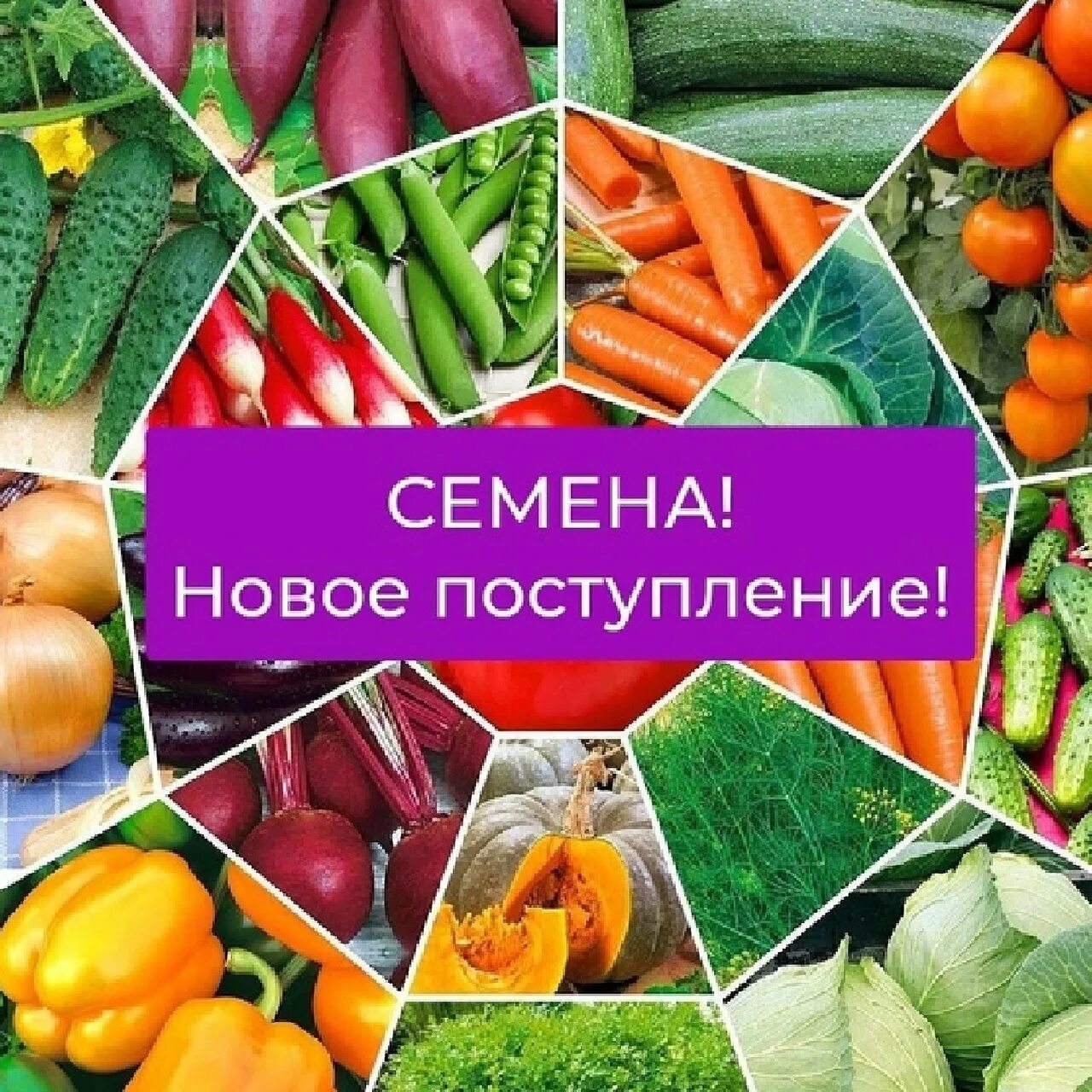 Семена овощей. Поступление семян овощей и цветов. Семена овощных культур. Семена в ассортименте. Семена свежие купить