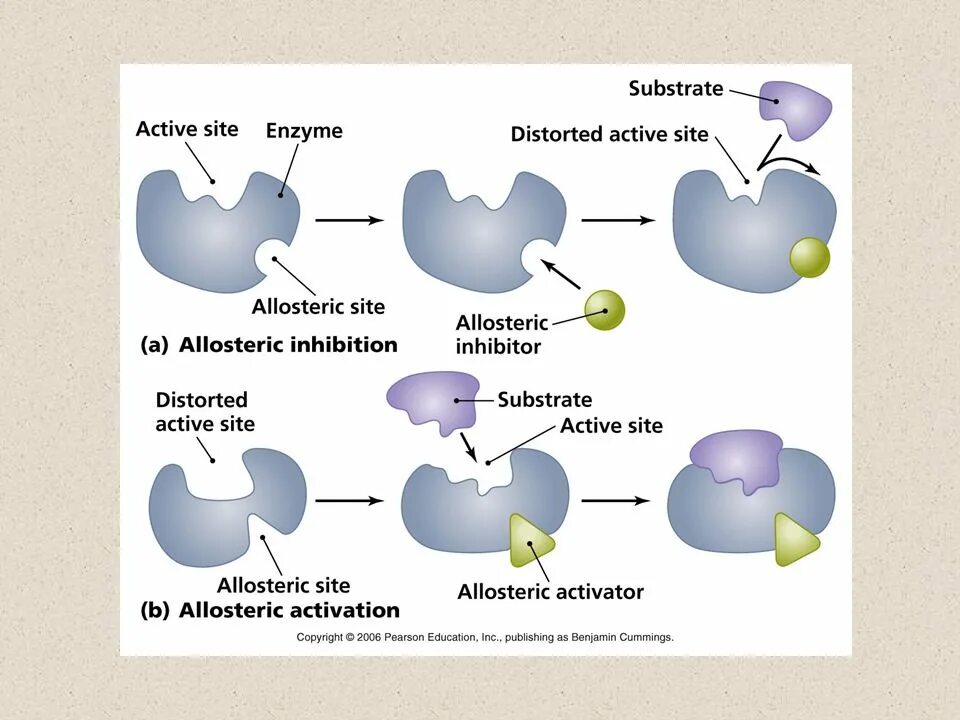Action site. Аллостерические регуляторные ферменты. Аллостерическая регуляция. Аллостерический механизм регуляции ферментов. Аллостерический механизм регуляции активности ферментов.