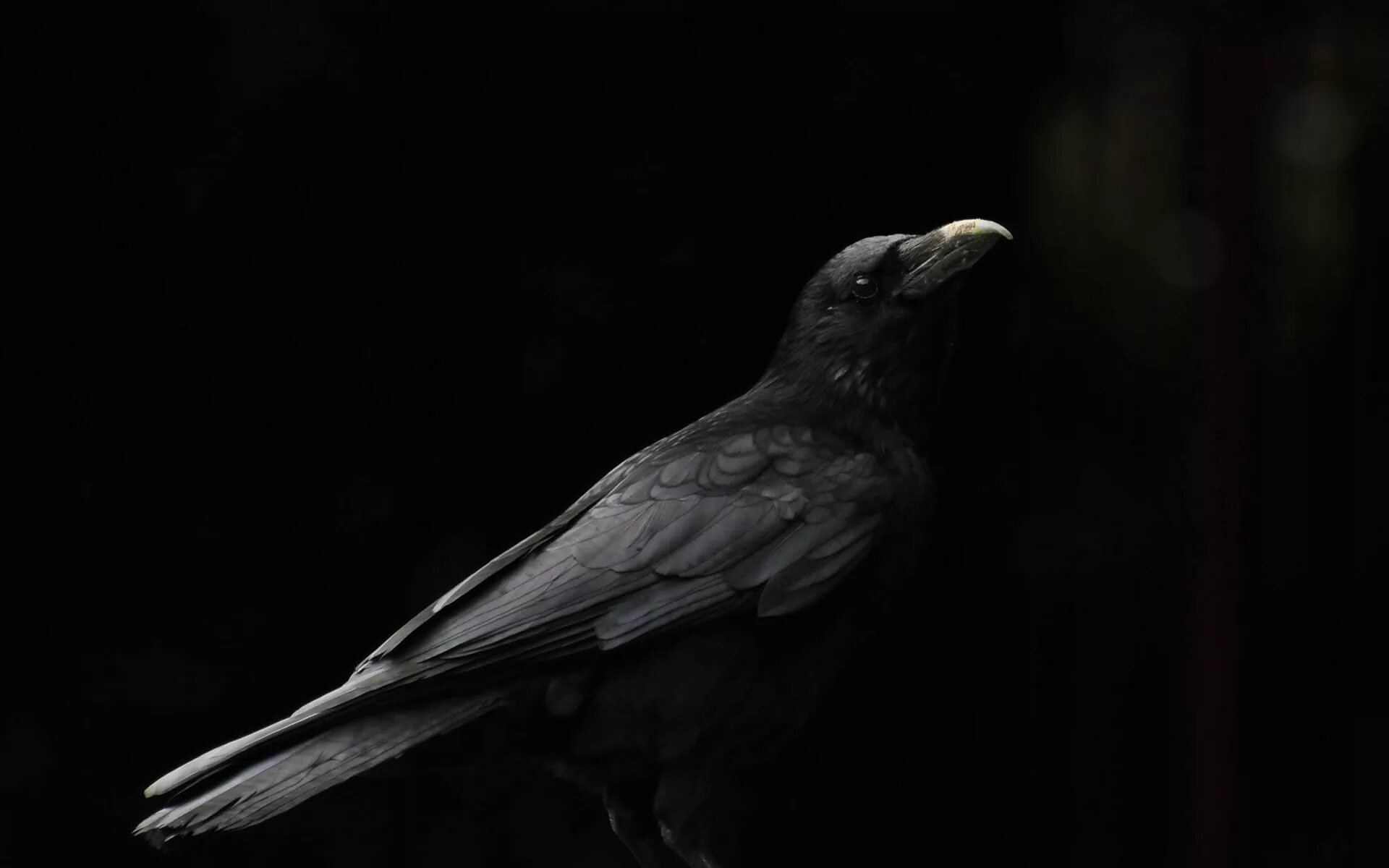 Птицы на черном фоне. Ворона. Черный ворон. Мрачный ворон. Птицы на темном фоне.