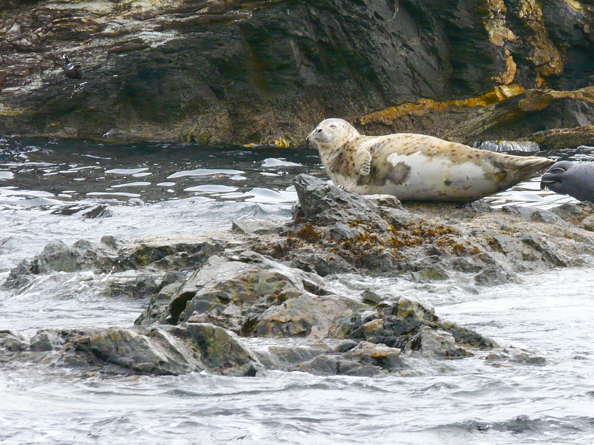 

Билеты на На катере к полуострову Гамова: вулканический пляж и тюлени (Полуостров Гамова на катере. Тюлени и пляж с чёрным вулканическим песком)