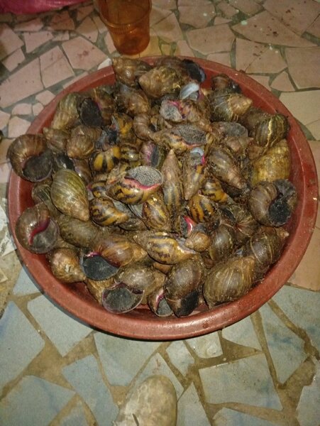 Escago