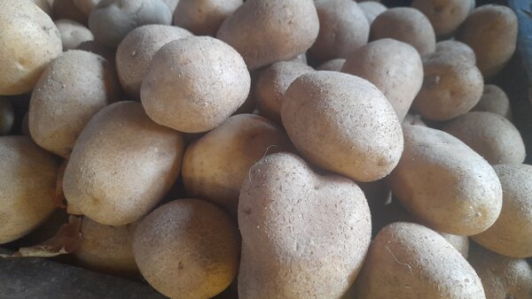 Pommes de terres