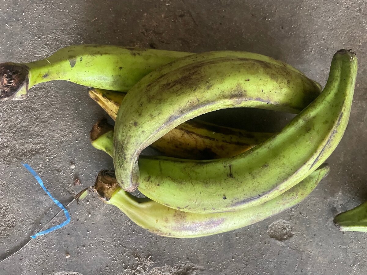 Bananes plantains