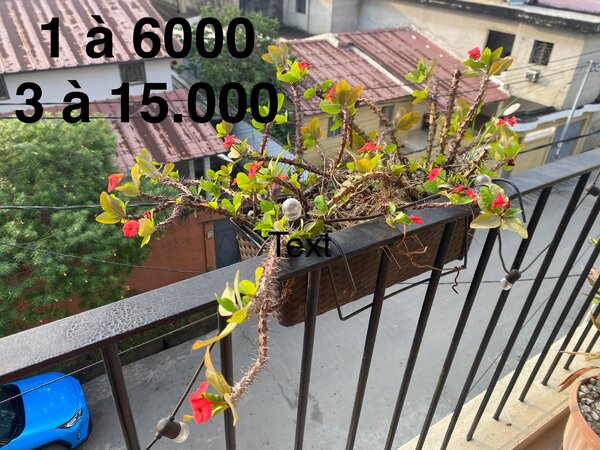 Fleurs