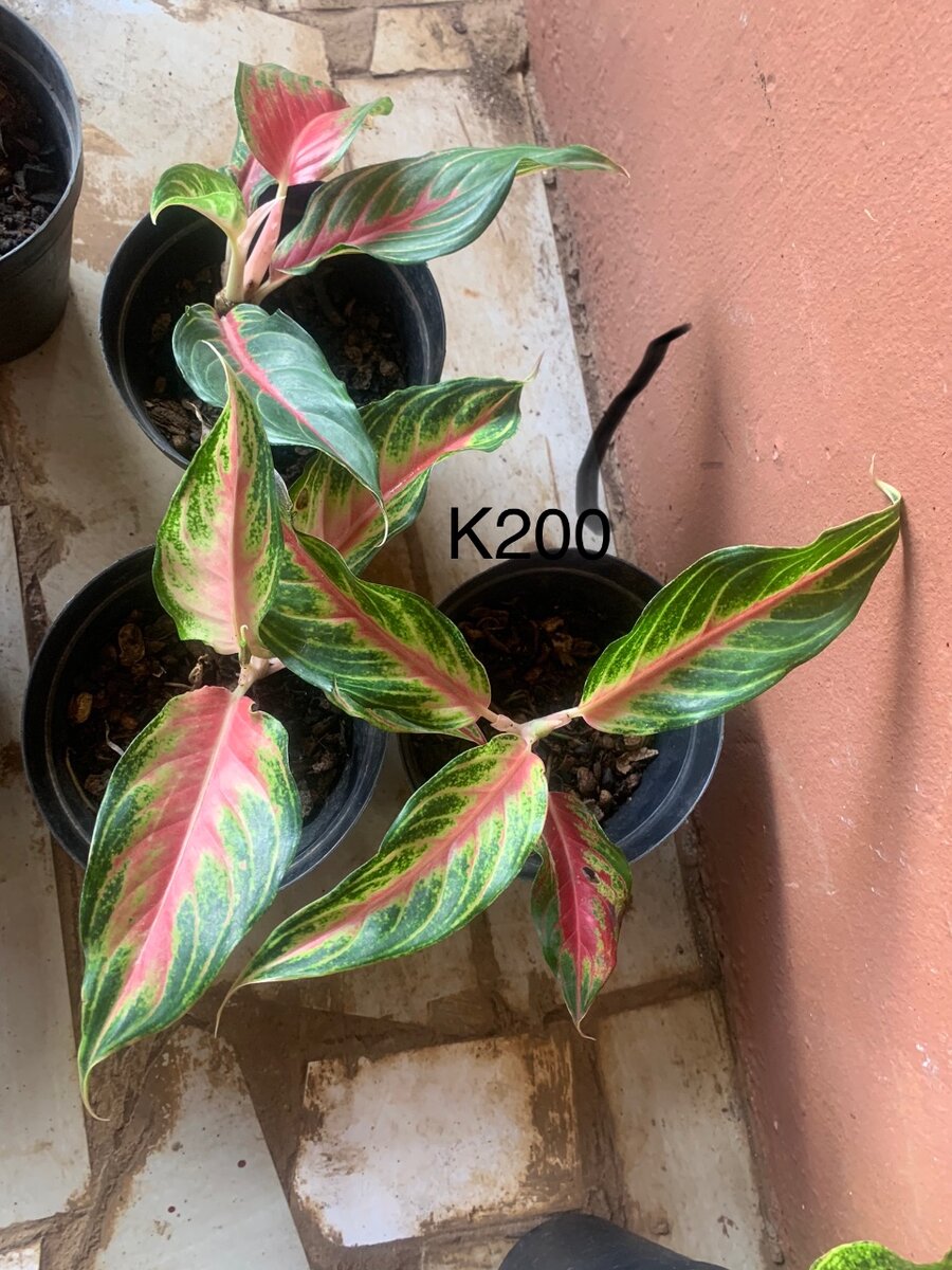 Aglonema