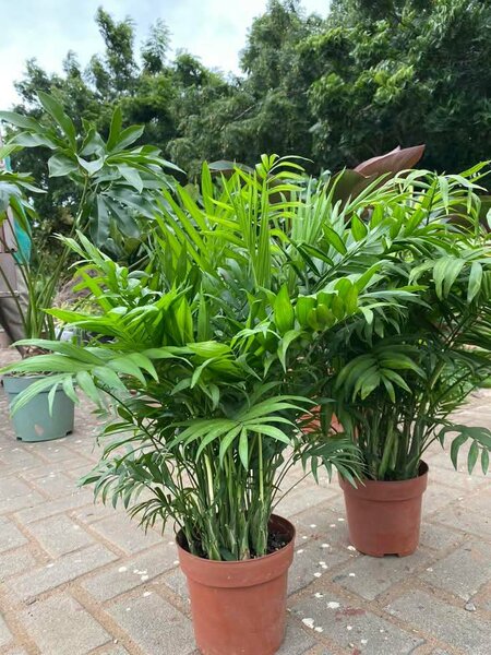 Pots and Flowers