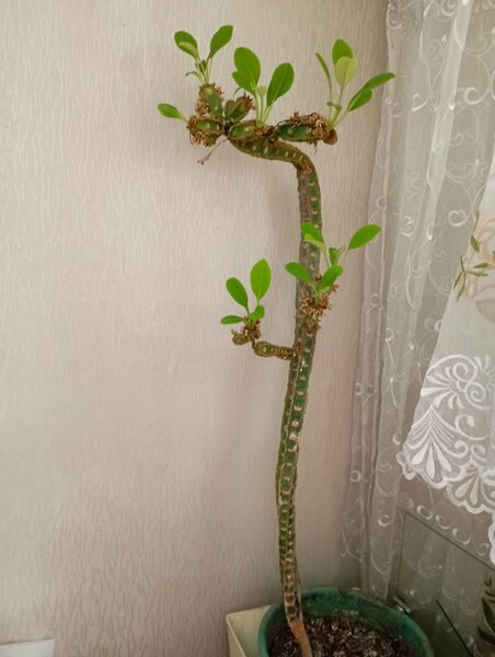 Малочай