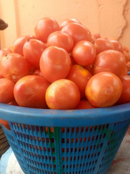 Local Tomatoes