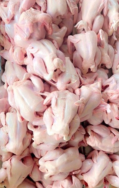 Poulets de chair
