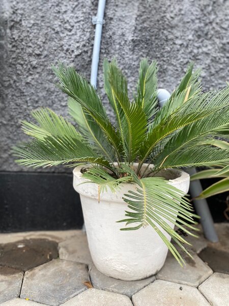 Garden plant