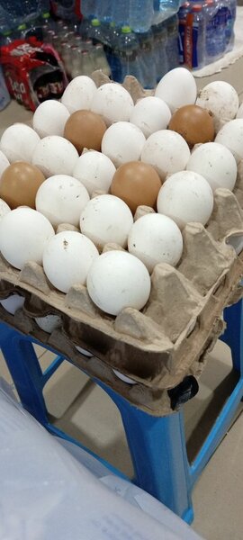Eggs