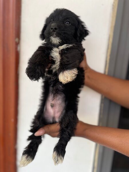Morkie Pup