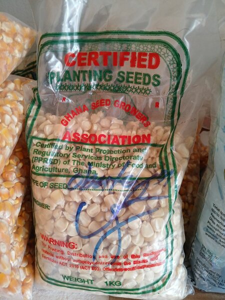 Planting maize