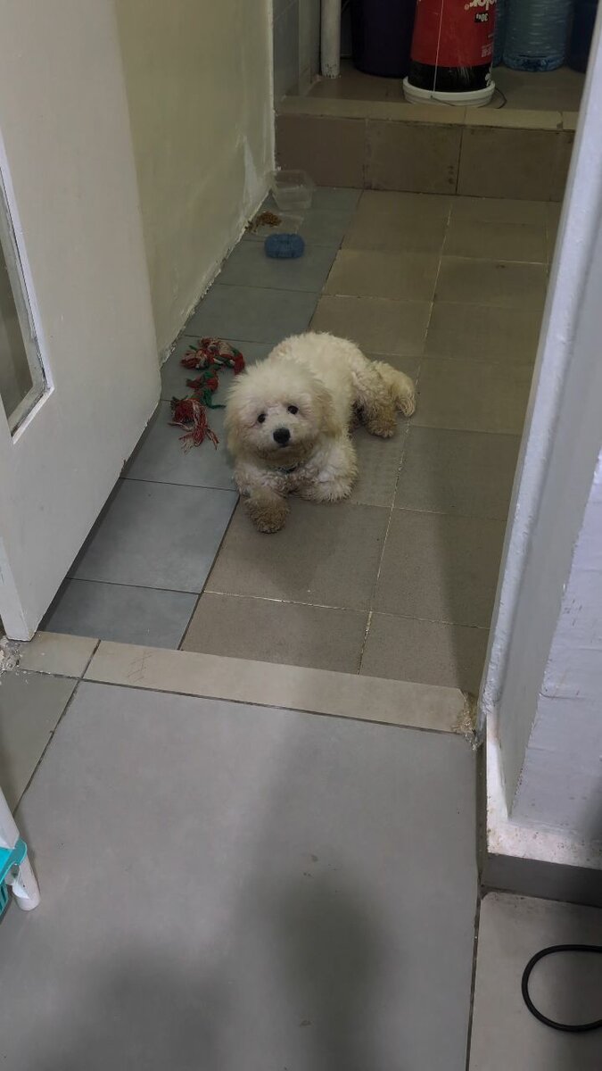 Caniche