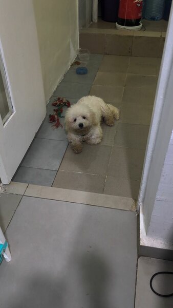 Caniche