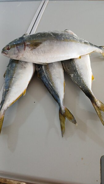Poisson Banane