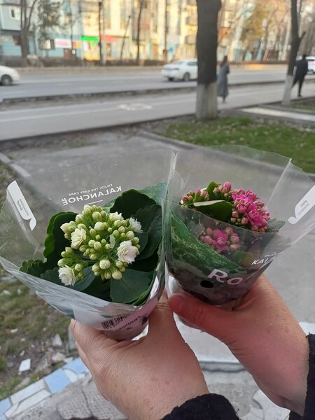 Каланхоэ
