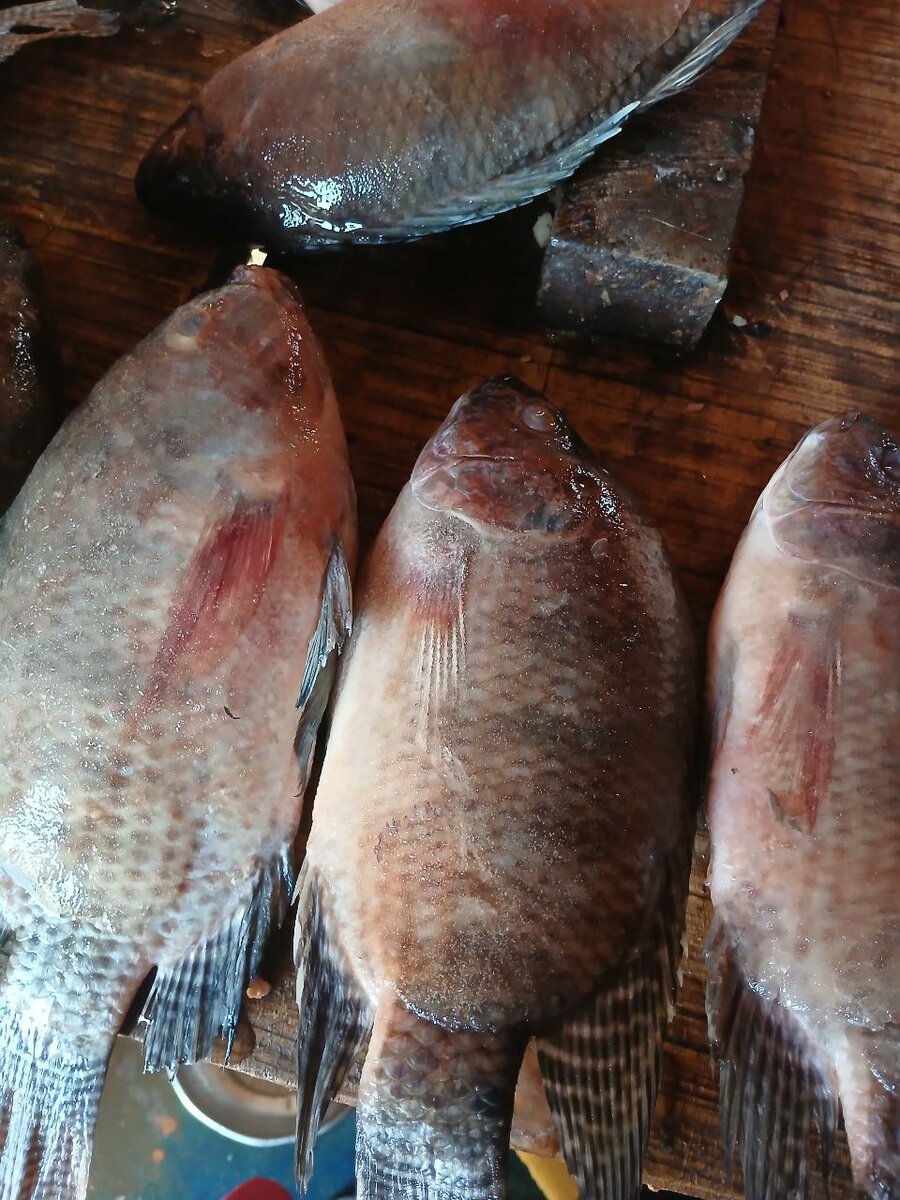 Poisson carpe