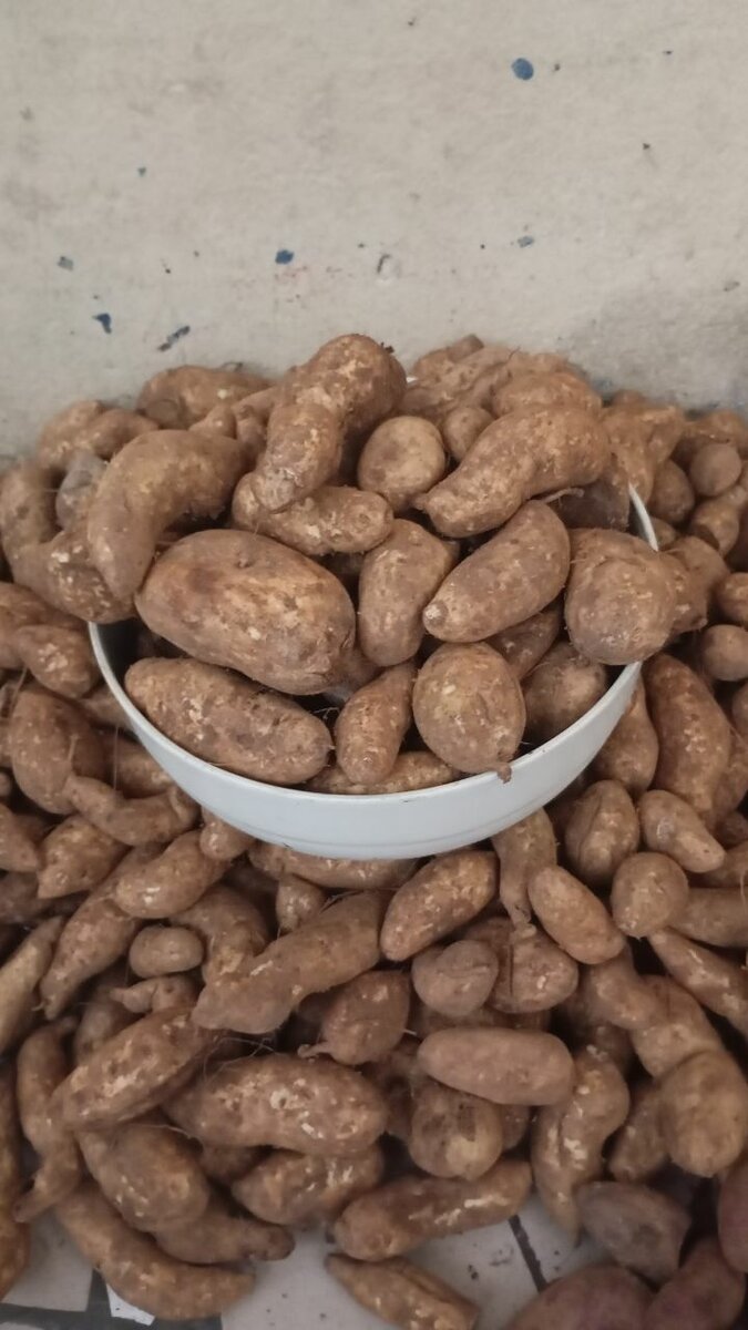 Patate