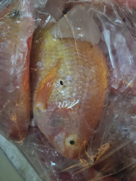 Carpe rouge 3kg