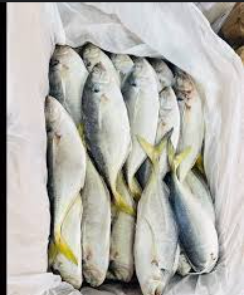 Emule fish