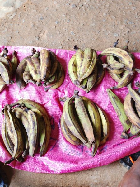 Bananes plantains fraîches