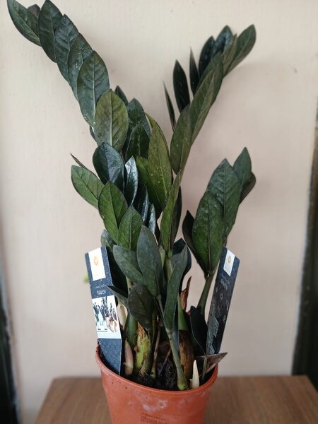 Zz Plant