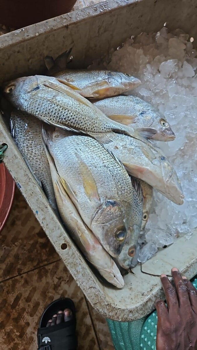 Carpe blanche