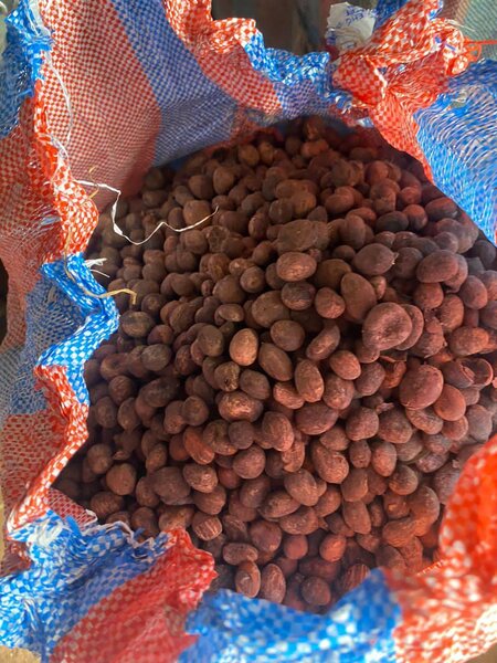 Shea nuts