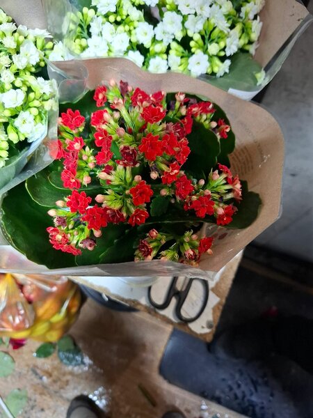 Калон хое