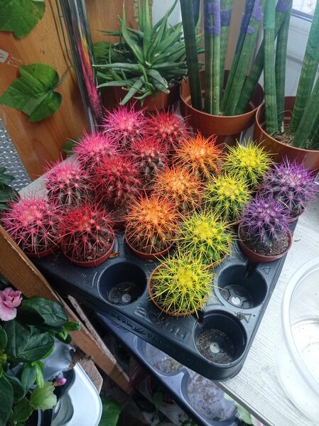 Кактусы