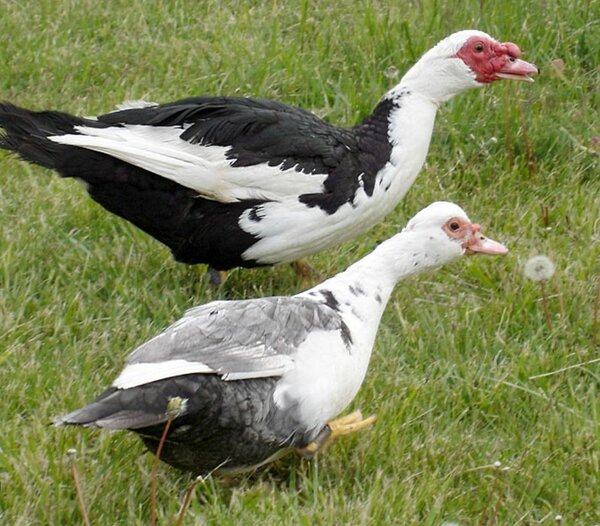 Mascouvi duck
