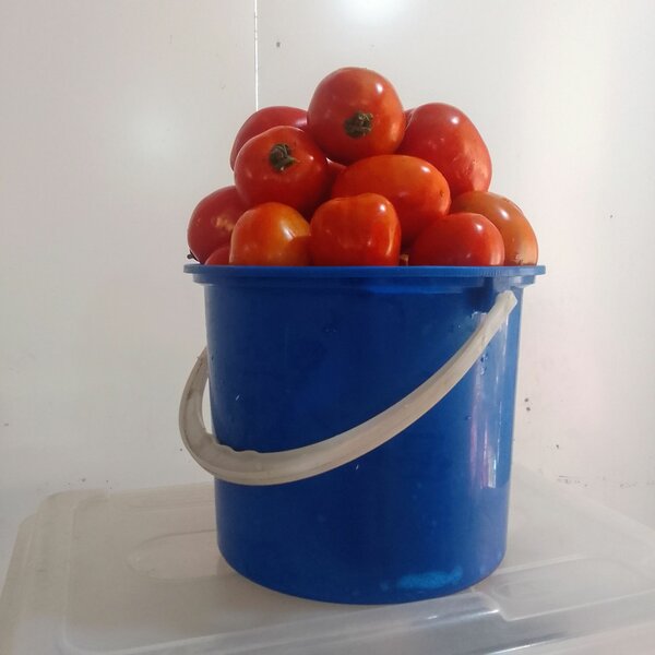 Tomatoes
