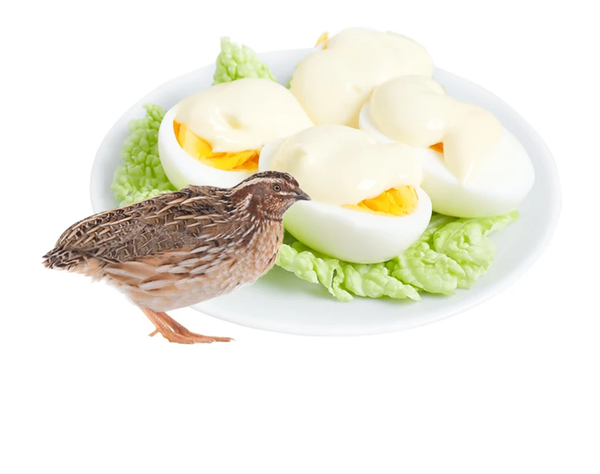 Œufs de caille frais