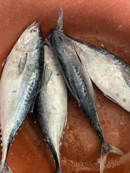 Poisson thon frais