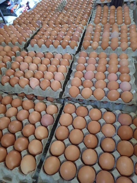 Eggs tray