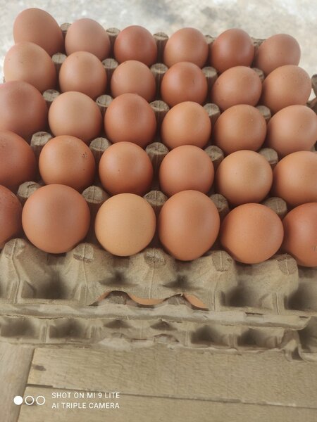 Oeufs frais