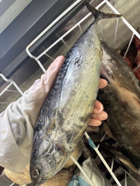 Poissons thons