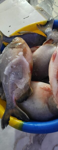 Poisson, poulets, viande et fruits de mer