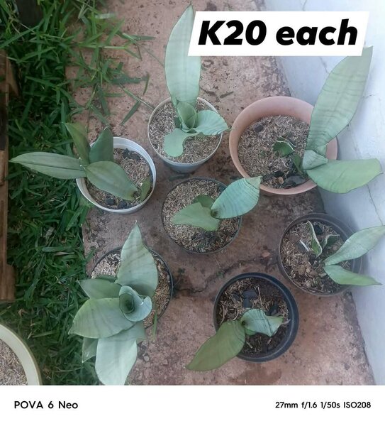 Plants